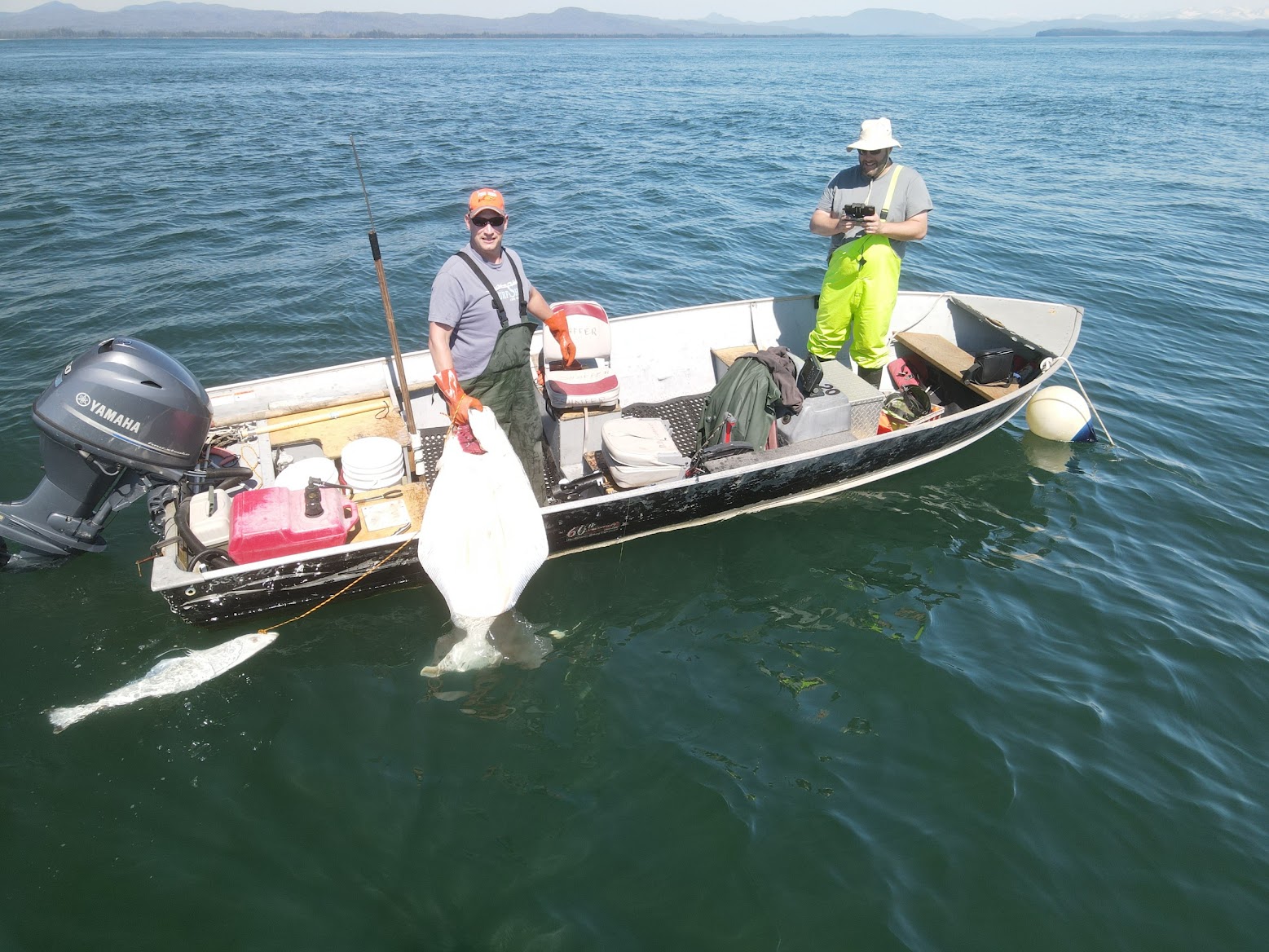 Two anglers boatside with a large halibut in the water